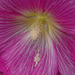 hollyhock and pollen