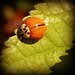 Coccinelle asiatique
