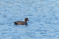 20150308 7268VRTw [D~PB] Schnatterente (Anas strepera), Steinhorster Becken, Delbrück