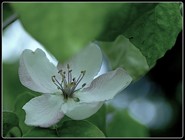 Quince flower