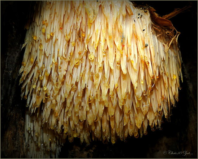 Lion's mane Mushroom ~ Pruikzwam (Hericium erinaceus)...