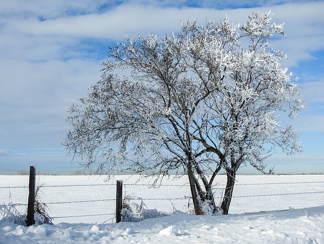 Country scene in winter
