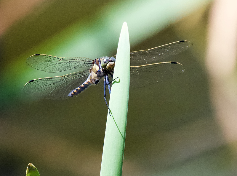Libelle