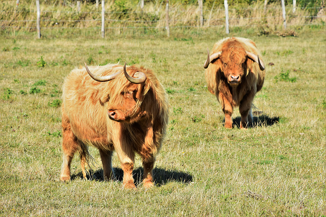 vaches Irlandaises