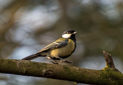 Great tit5