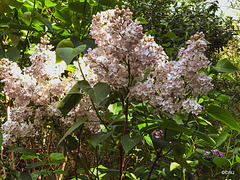 Lilac in bloom