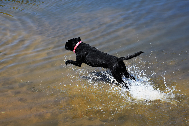 A black dog plays in the water.