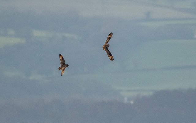 Short eared owls