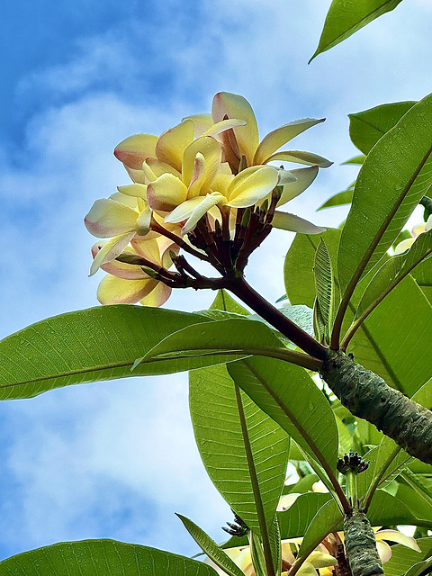 Plumeria - Koko Crater Botanical Garden