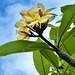 Plumeria - Koko Crater Botanical Garden