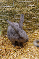 Les lapins (2)