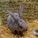 Les lapins (2)