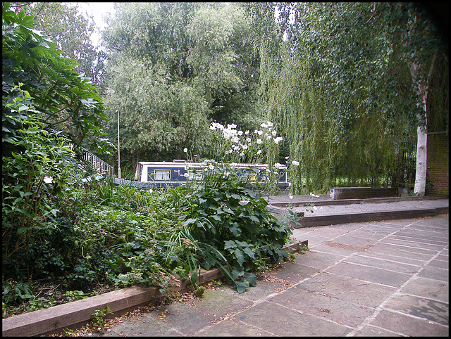 white anemones by the canal