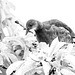 Moorhen In A Plum Tree