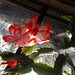 wsc[25] - early crimble cactus {2 of 3}