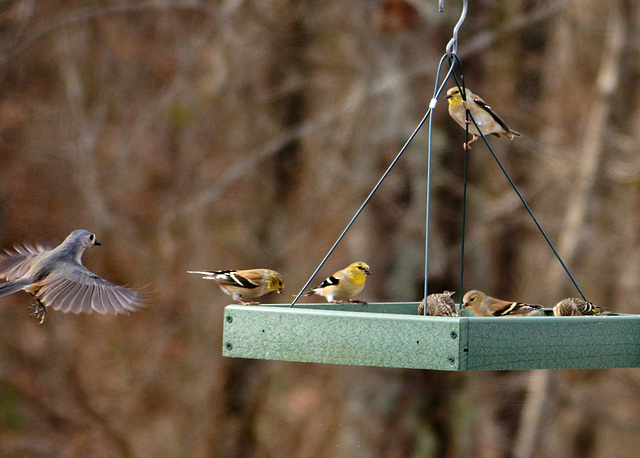 Titmouse Incoming