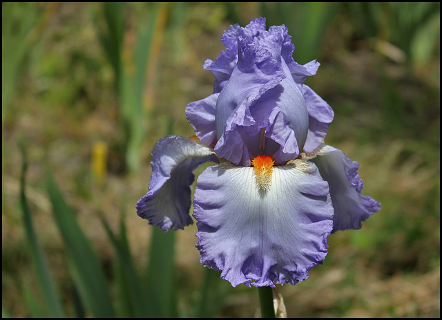 Iris Grecian Skies