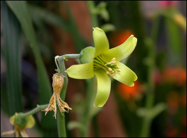 Cotyledon orbiculata flanaganii 'Octopus' (3)