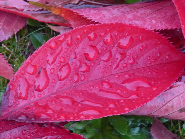 Fall in a Lee Garden (1) - 4 November 2015