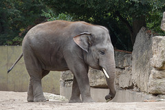 Jungelefant Gandhi (Zoo Heidelberg)