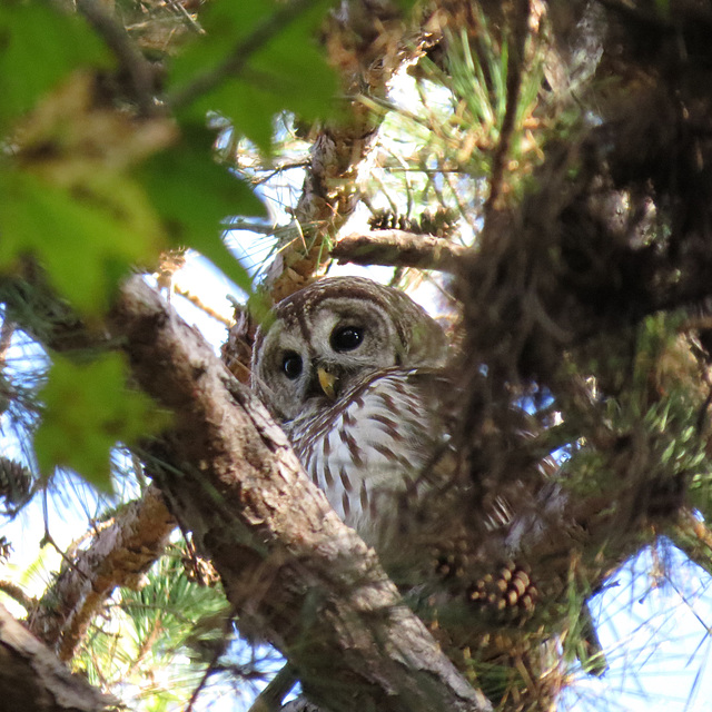 Barred owl - Strix varia