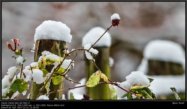 IMG 0318.jpg Het sneeuwt in Zemst