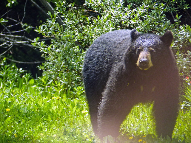 Black Bear, Bow Lake to Calgary