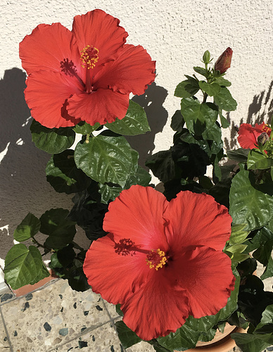 Roseneibisch