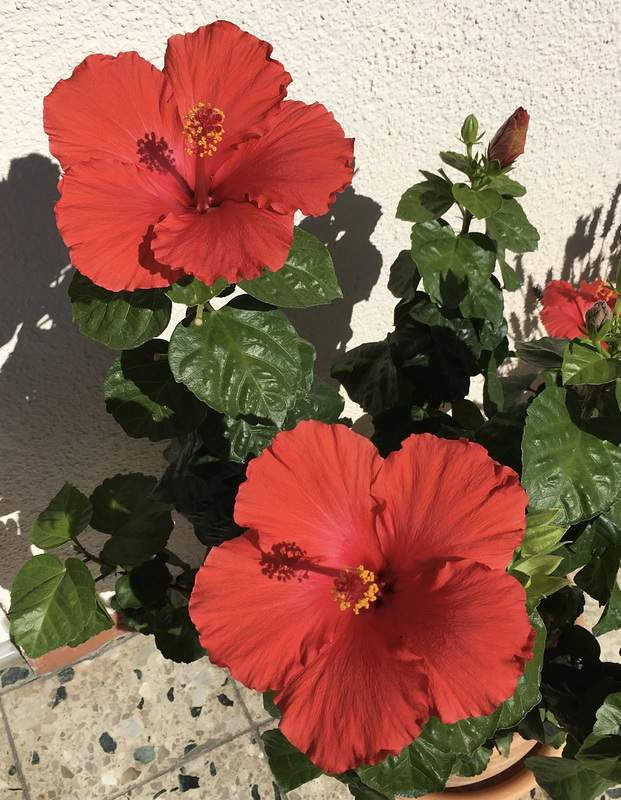 Roseneibisch