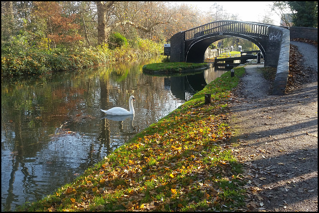 swan at Isis Bridge