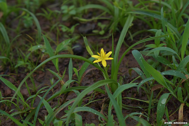 20180713-0026 Hypoxis aurea Lour.