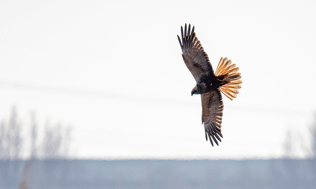 Marsh harrier