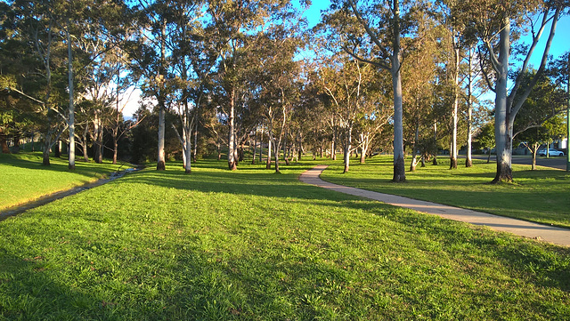Trees 20220813 16 44 48 Pro Trees 20220813 16 44 48 Pro