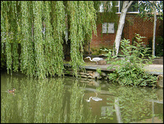 heron at Mount Place