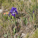 Iris chamaeiris, Zwerg-Iris - 2016-03-13--D4_DSC5222