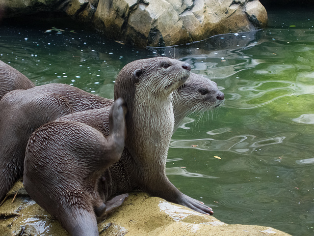 Fancy a Swim?