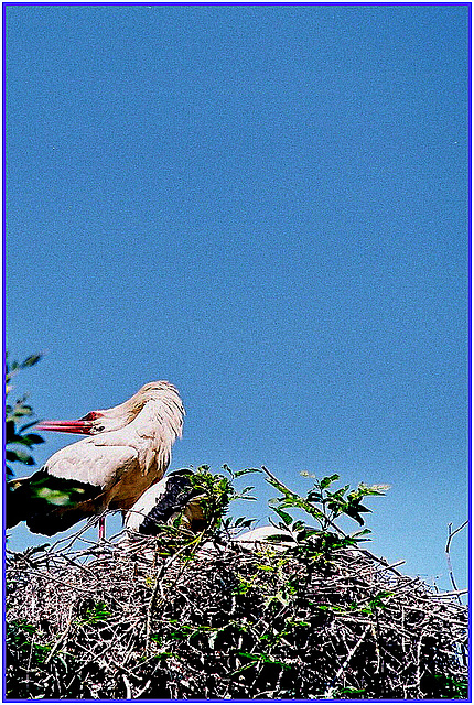 L'appel de la cigogne