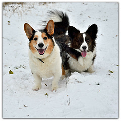 Snow = Happy Dogs;-)))