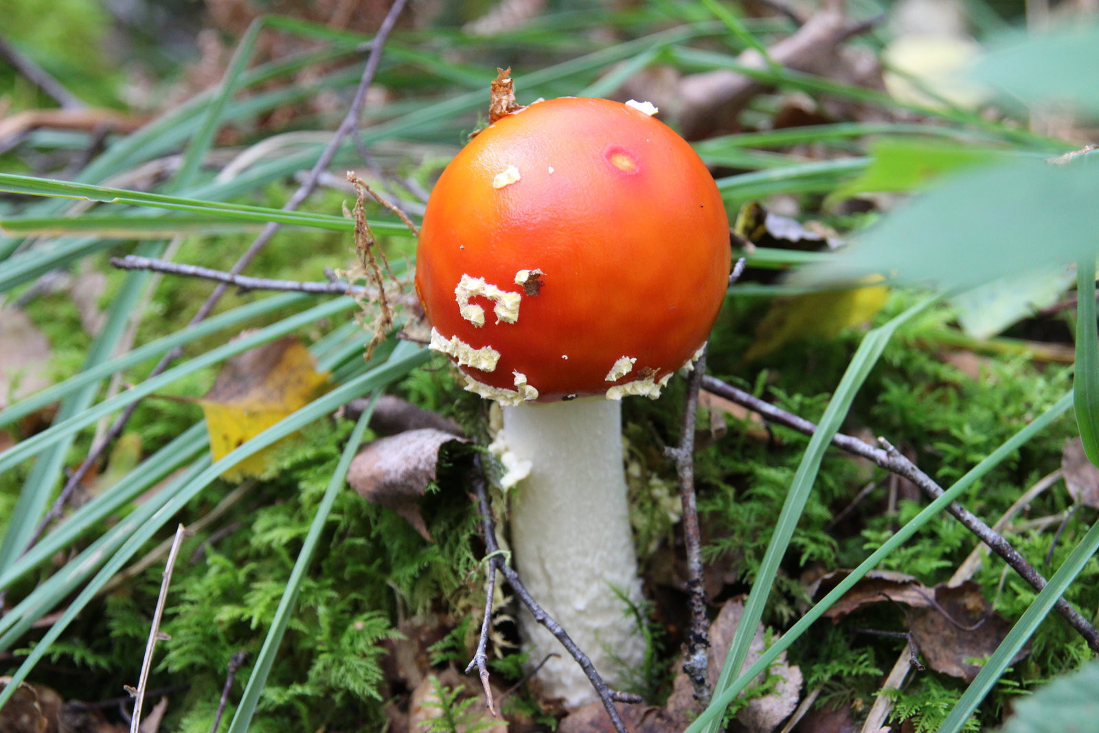 octobre 2015 cette année pas de champignons