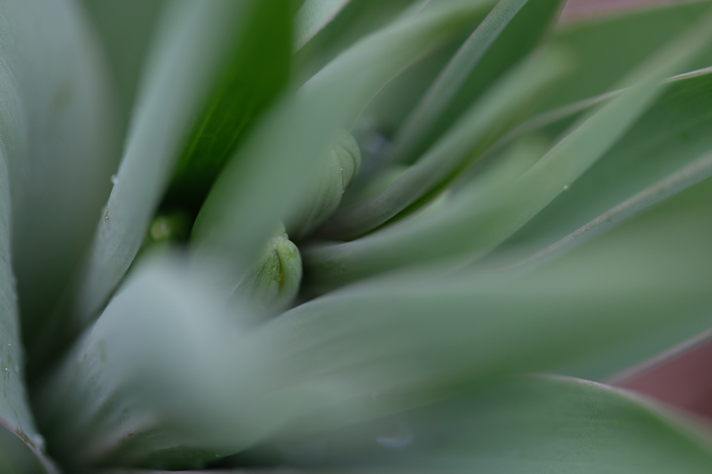 DSCF2740