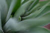 DSCF2740