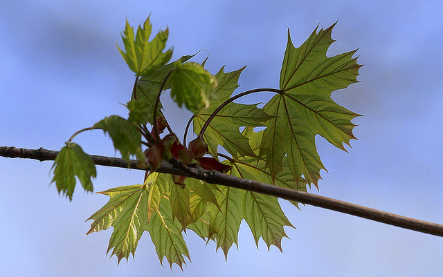 Acer