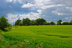 Early summer skies