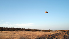 Flying stone gathers no moss!