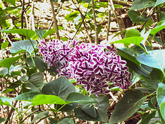 Lilac in bloom