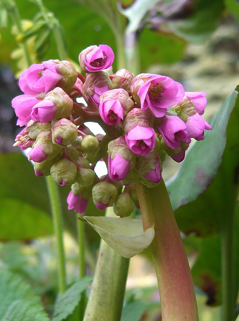 Bergenienblüte