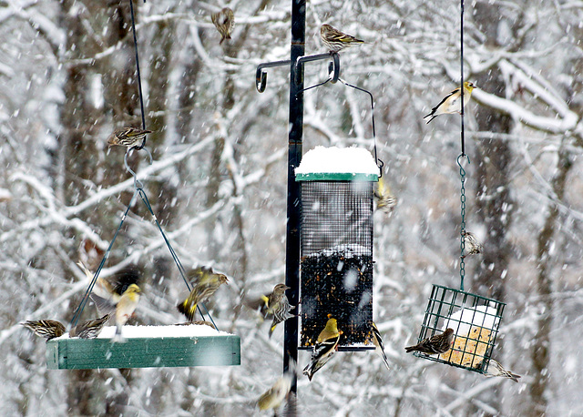 Snowing and Hungry