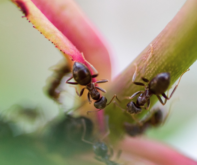 Macro Ant