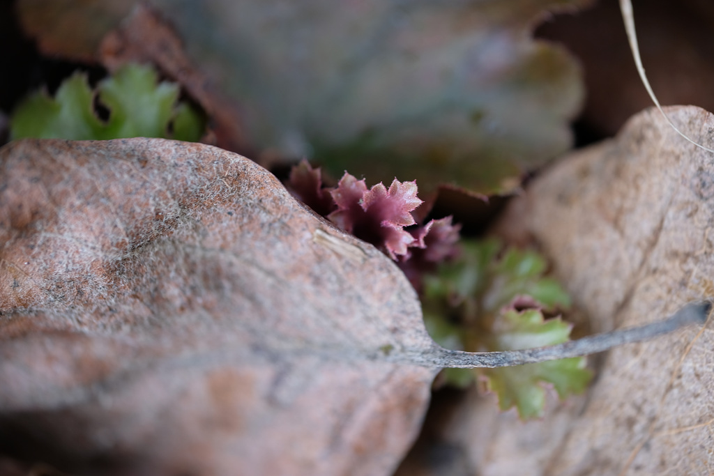 DSCF2743