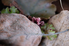 DSCF2743
